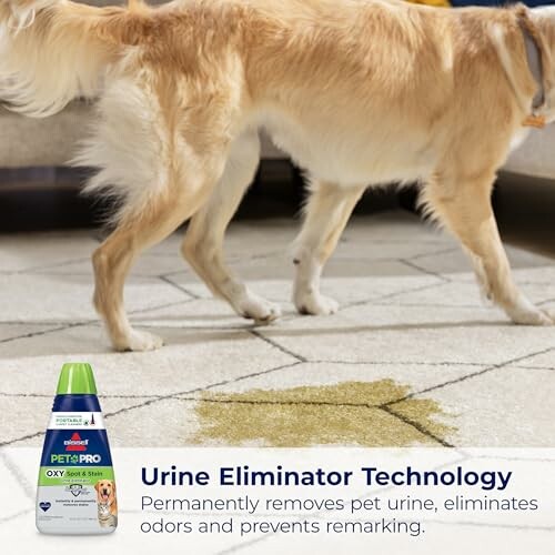 Dog near carpet stain with urine eliminator product.